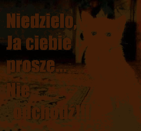 Kotek prosi aby niedziela nie odchodziła